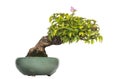 Bougainvillea bonsai tree, isolated