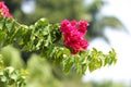 Red bougainvillea flowers Royalty Free Stock Photo