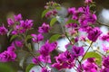 Bougainvillea