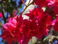 Bougainvillea Royalty Free Stock Photo