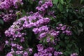 Bougainvillea Royalty Free Stock Photo