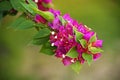 Bougainvillea