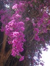 Bougainvillea branches Royalty Free Stock Photo