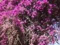 Bougainvillea branches Royalty Free Stock Photo