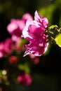 Bougainvillea