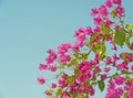 Bougainvillea bush against blue background