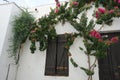 Bougainvillea bush blooms with pink-purple flowers in August in ancient Lindos. Rhodes Island, Dodecanese, Greece Royalty Free Stock Photo