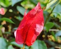 Bougainvillea Buttiana, Mahara, Glabra, Nyctaginaceae