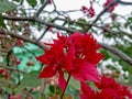 Bougainvillea Chitra red flowers at home Royalty Free Stock Photo