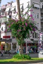 Bougainvillea climbing along a tree trunk on a city street in Alanya. Cityscape with a