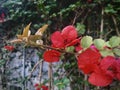 Bougainvillea. Climbing plant Red flowers.