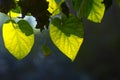 Bougainvillea Climbing shrub leaves back lighted