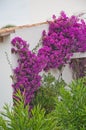 Bougainvillea climbing