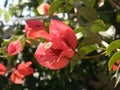 bougainvillea closeup with flower and leaves