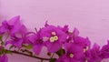 Bougainvillea color beautiful sightly flower