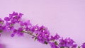 Bougainvillea color beautiful sightly flower Royalty Free Stock Photo