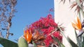 Bougainvillea and crane flower in garden, orange strelitzia or bird of paradise.