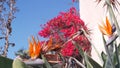 Bougainvillea and crane flower in garden, orange strelitzia or bird of paradise.