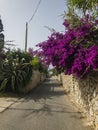 Bougainvillea and dry stone wall. Flowers and plants. Mediterranean vegetation