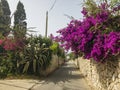 Bougainvillea and dry stone wall. Flowers and plants. Mediterranean vegetation