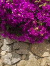 Bougainvillea and dry stone wall. Flowers and plants. Mediterranean vegetation