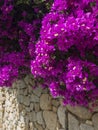 Bougainvillea and dry stone wall. Flowers and plants. Mediterranean vegetation Royalty Free Stock Photo