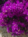 Bougainvillea and dry stone wall. Flowers and plants. Mediterranean vegetation