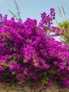 Bougainvillea and dry stone wall. Flowers and plants. Mediterranean vegetation Royalty Free Stock Photo