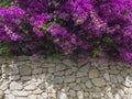 Bougainvillea and dry stone wall. Flowers and plants. Mediterranean vegetation