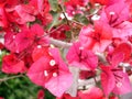 Bougainvillea evergreen shrub with pink flowers, close-up, natural background Royalty Free Stock Photo