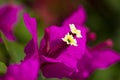 Bougainvillea flower Royalty Free Stock Photo