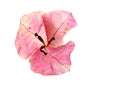 Bougainvillea flower