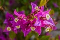 Bougainvillea Flower