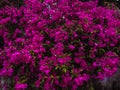 Bougainvillea flower bushes blooming with sparkle magenta color