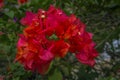 Bougainvillea flower macro shot Royalty Free Stock Photo