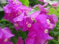 Bougainvillea flower closeup Royalty Free Stock Photo