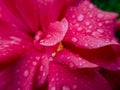 Bougainvillea flower closeup Macro lens Royalty Free Stock Photo