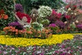 Bougainvillea Flower Exhibition