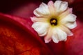 Bougainvillea flower macro shot Royalty Free Stock Photo