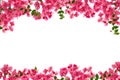 Bougainvillea flower frame on white background ,Provincial flower of phuket thailand.