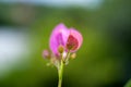 Bougainvillea flower in Guatemala, Buganvilla. Central america.