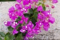 Bougainvillea flower in Guatemala, Buganvilla. Central america.