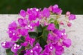 Bougainvillea flower in Guatemala, Buganvilla. Central america.