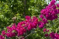 Bougainvillea flower in Guatemala, Buganvilla. Outdoor tropical flower of organic Magenta color on beach in Central America.