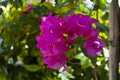 Bougainvillea flower in Guatemala, Buganvilla. Outdoor tropical flower of organic Magenta color on beach in Central America.