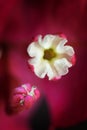 Bougainvillea flower macro