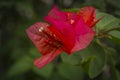 Bougainvillea flower macro shot Royalty Free Stock Photo