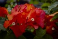 Bougainvillea flower macro shot Royalty Free Stock Photo