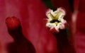 Bougainvillea flower with Magenta bract