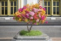 Bougainvillea flower multi color Royalty Free Stock Photo